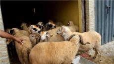 رسميا.. الحكومة تقرر منع بيع أضاحي العيد بـ’الكاراجات’