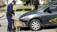 المرسى:حجز سيارة ذات صفائح ترقيم مزورة تم استعمالها في اقتراف حجز كمية من مخدر الشيرا وزنها يقارب الكيلوغرام موجهة للترويج.