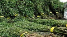 زراعة الكيف فوق قبور الموتى يؤجج غضب أهالي إقرارن بالحسيمة