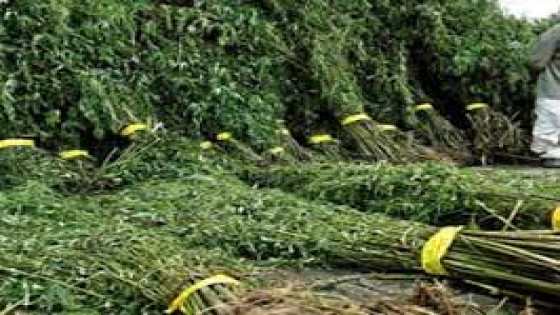 زراعة الكيف فوق قبور الموتى يؤجج غضب أهالي إقرارن بالحسيمة