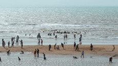 شاطئ فم الواد يتحول لمحج لساكنة العيون