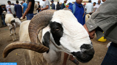 عيد الأضحى 2021.. ترقيم 5.8 مليون رأس من الأغنام والماعز وحالة القطيع الوطني جيدة