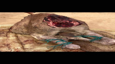 سلطات العيون تغلق وتشمع محلات جزارة بعد تفجر سرقة قطعان الإبل