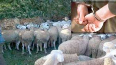 طانطان:توقيف شخصين أحدهما من ذوي السوابق القضائية، وذلك لاشتباه تورطهما في قضية تتعلق بتكوين عصابة إجرامية متخصصة في سرقة المواشي.