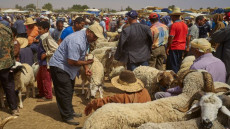 حماة المستهلك يتشبثون بمطلب إلغاء عيد الأضحى بالمغرب بسبب نقص الأغنام والغلاء