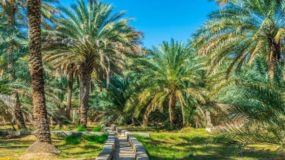 حركة بيئية تطالب بفتح تحقيق في صرف 125 مليار درهم مخصصة لتنمية مناطق الواحات والأركان