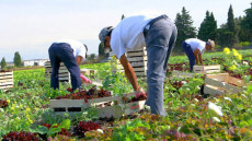 الحكم على مغربي وإبنه في فضيحة استغلال عمال بضيعات العنب بفرنسا