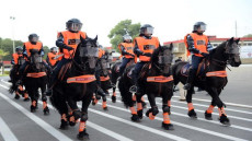 الحبس النافذ للمتورطين في استيراد خيول مريضة للأمن الوطني