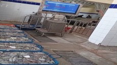 سيد الغازي وفرة منتوج الاخطبوط تتجاوز اليوم الأول لنطلاق موسم الصيد 30 طن :مندوب المكتب الوطني لصيد بقرية سيدي الغازي يقف على الترتيبات الميدانية لانطلاق موسم الأخطبوط